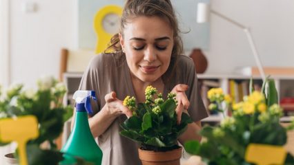 Quali piante comprare in una casa, appartamento, fiori senza pretese e sani.