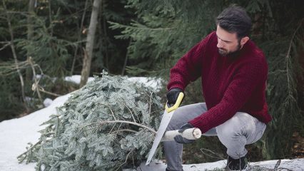 Dove mettere un albero di Natale vivo, come preparare un albero di Natale per la lavorazione, è possibile gettare un albero di Natale in un contenitore.