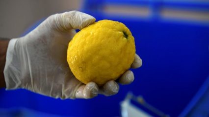 Limone, vitamina C, danni e benefici per il corpo, i 5 migliori prodotti.