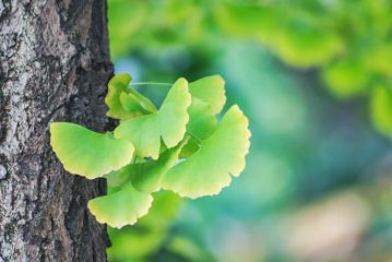 Ginkgo biloba, proprietà utili, prevenzione della trombosi dopo il coronavirus