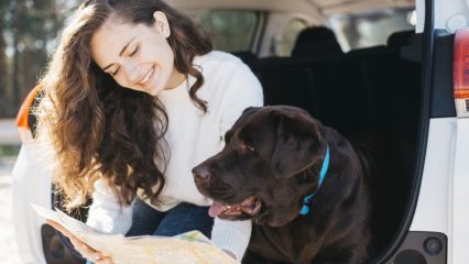 Dove puoi volare con un cane, un gatto, in quali paesi non puoi portare animali domestici, cosa devi sapere sul volo con un animale domestico.