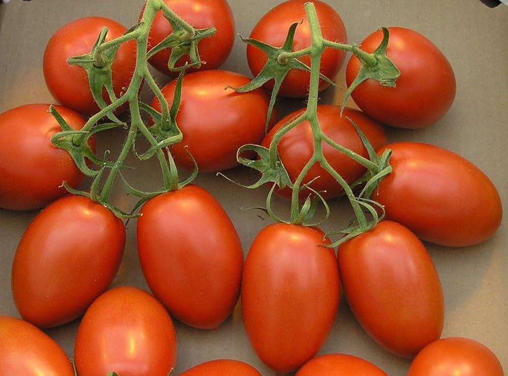 Tomato Seed Market