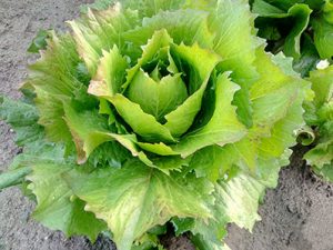 radicchio-castelfranco-in-campo