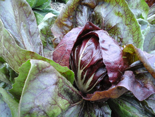 Radicchio