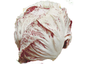 Radicchio variegato di Chioggia precoce 