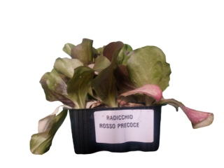 radicchio rosso di chioggia preecoce