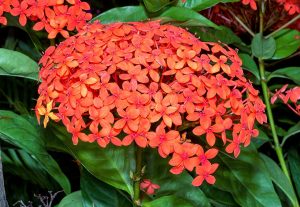 Ixora coccinea