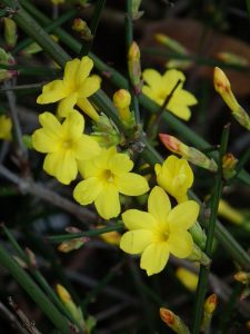 Jasminum nudiflorum