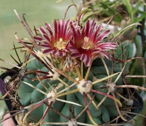 ancistrocactus-kaktussnake