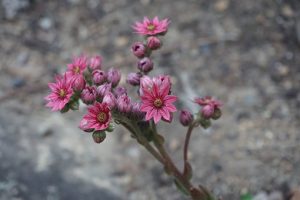 hens-and-chicks-3489866__340