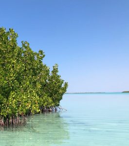 mangrove-13