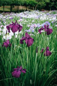 iris di campo