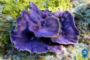 corallo azzurro di Samoa