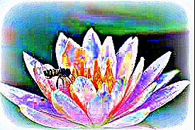 ape su fiore di loto1