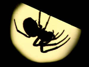 Big Spider in Backlit in Switzerland.