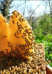 Sulle api e sul miele  sappiamo abbastanza ?