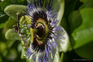 Passiflora