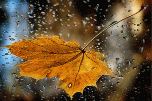 pioggia foglia-autunno-gif-animata