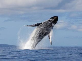 Balena in salmì? No, al mercurio