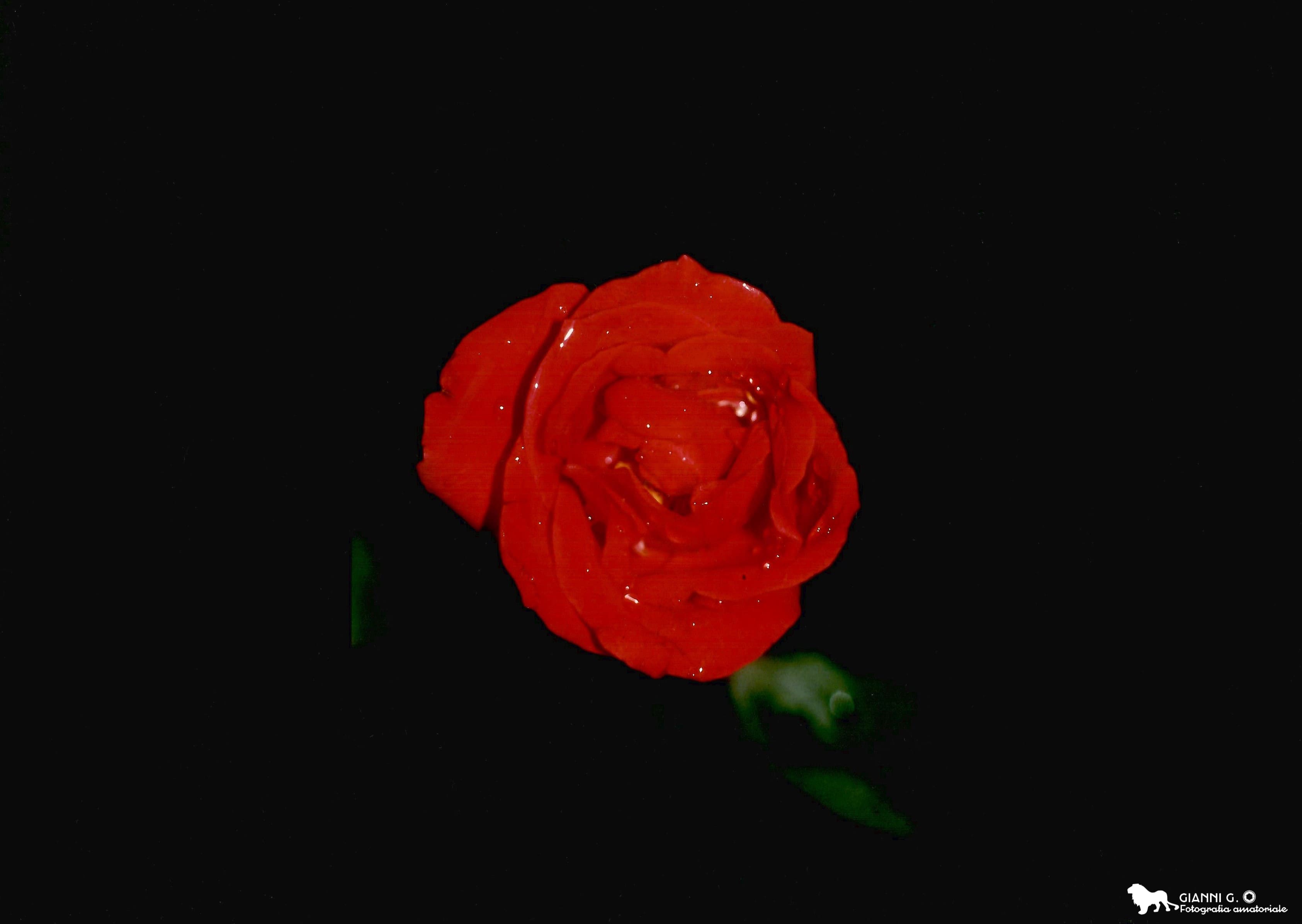 Rosa Rossa 