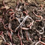 Report on Vermicompost Manufacturing Plant Detailing Business Plan, Cost Analysis and Material Requirements