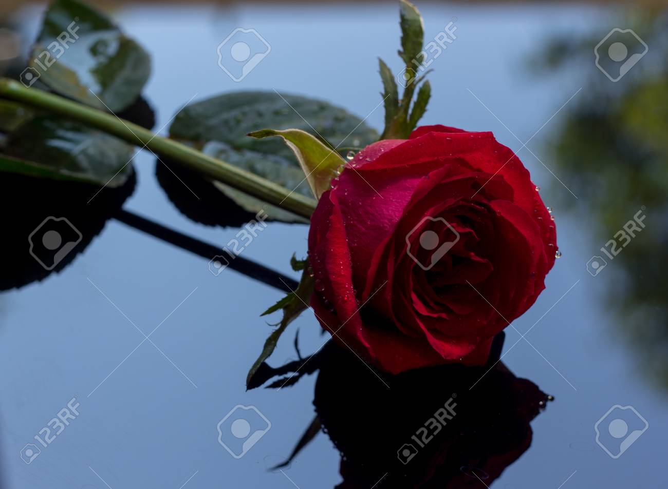 A red rose is placed on a black background with reflection.