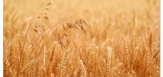 il grano e le zizzanie