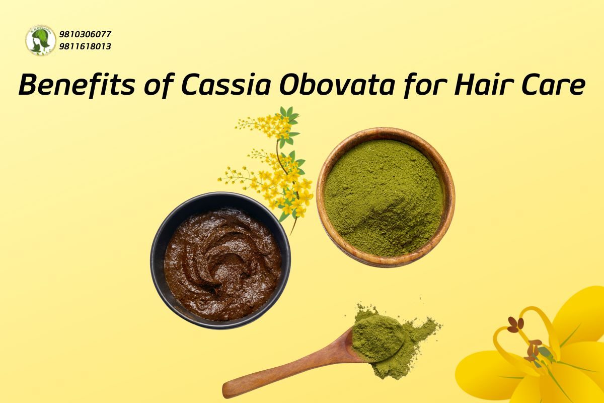 Exclusive Benefits of Cassia Obovata for Hair Care