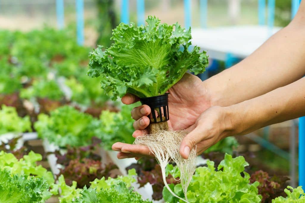 Hydroponics Market Research Report 2024-2032: Industry Growth, Share, Size and Forecast