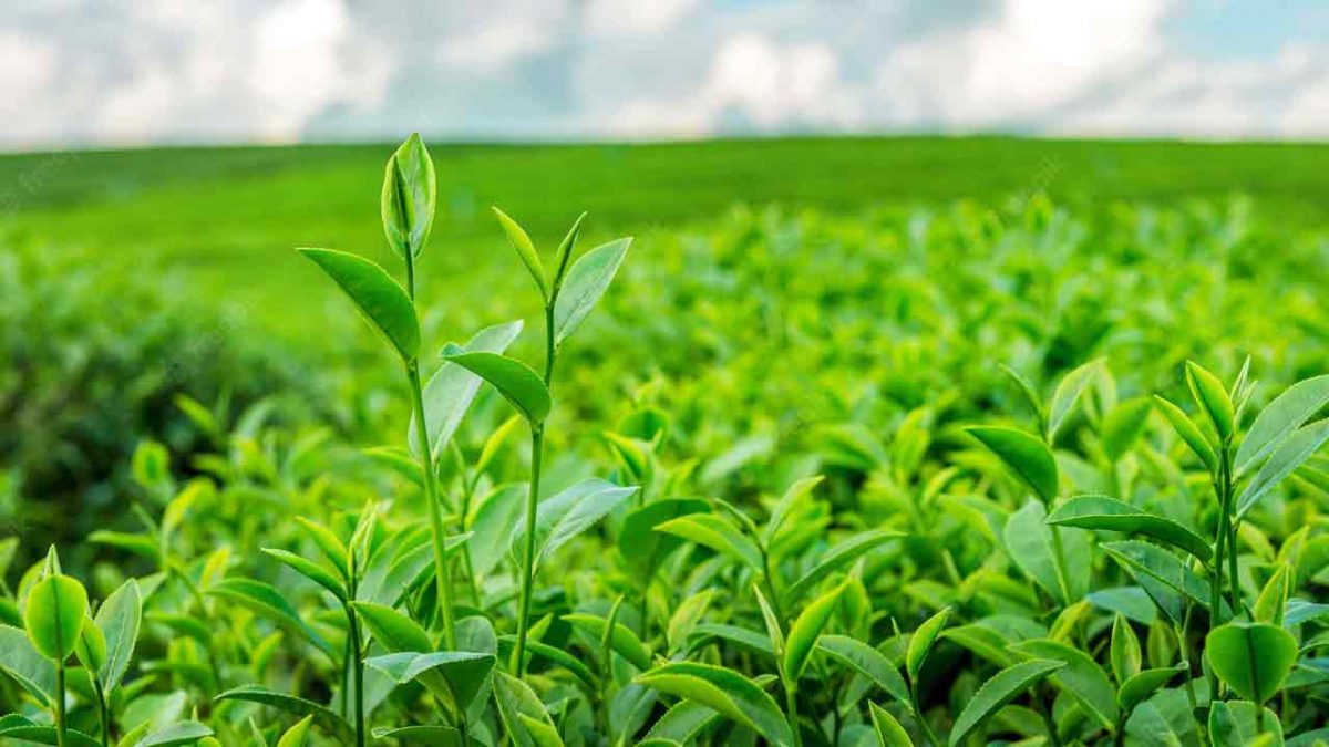 Saudi Arabia Agriculture Market Growth 2024, Industry Trends, Demand and Analysis Report By 2032