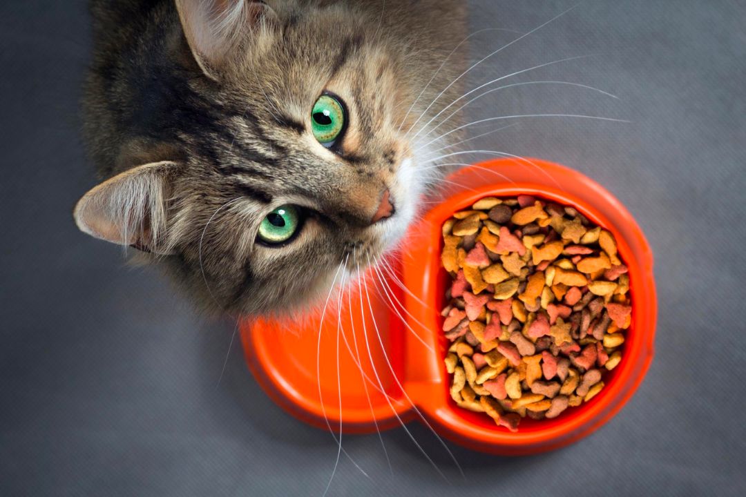 UAE Cat Food Market Trends 2024, Industry Growth, Forecast Report By 2032