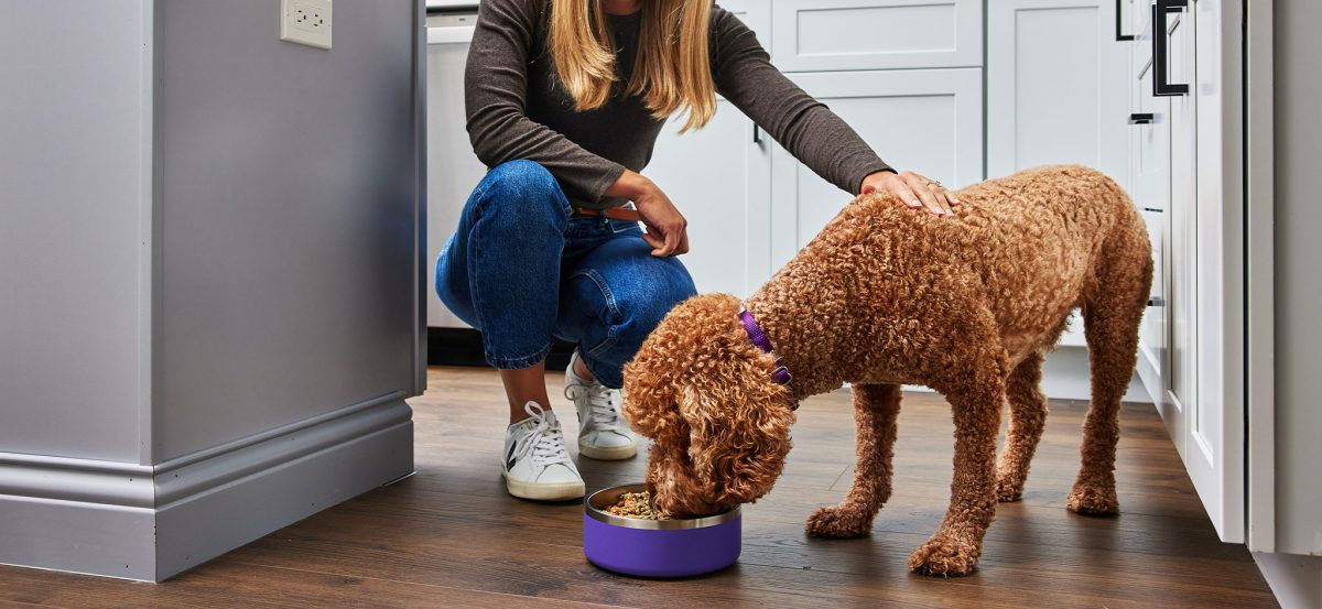 UAE Dog Food Market Size, Industry Growth Rate, Research Report 2024-2032