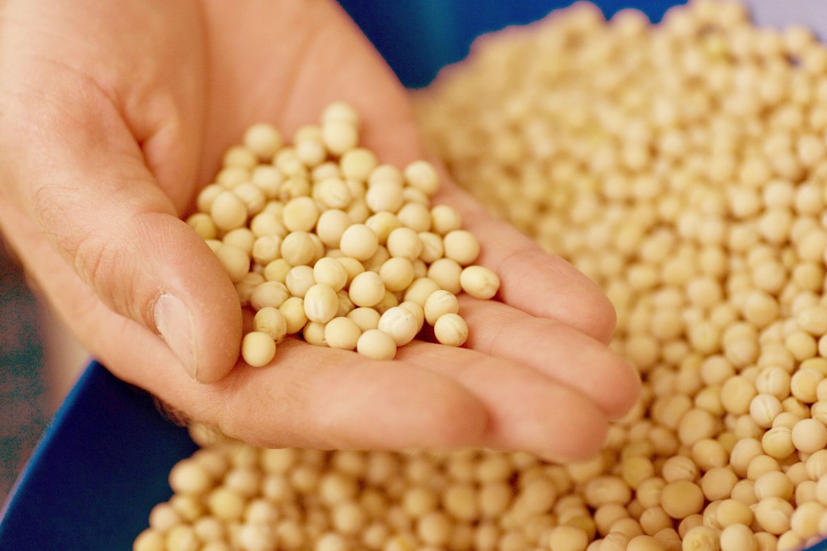 Kaspa Peas Market Size, Trends, Growth, Opportunity and Forecast 2024-2032