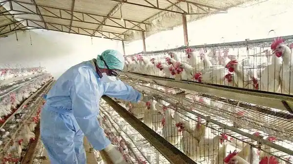 India Poultry Market Size, Outlook and Forecast By 2028