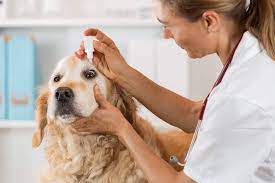India Veterinary Medicine Market Size, Growth, Key Players and Forecast 2023-2028