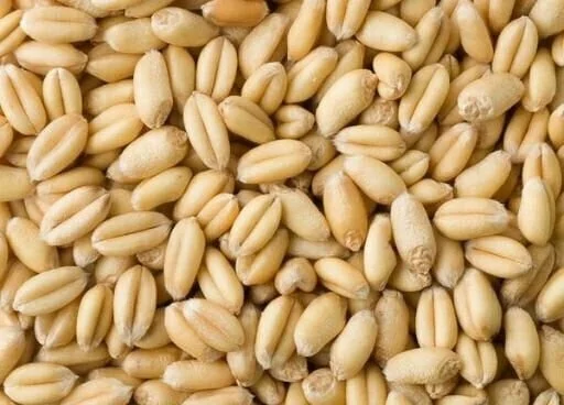 Wheat Seed Market 2023-2028, Size, Share, Outlook, Key Players, and Forecast