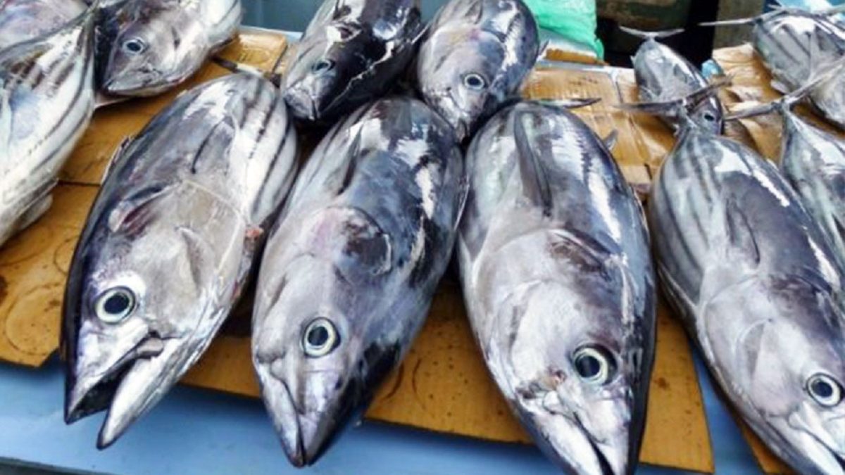 GCC Tuna Market