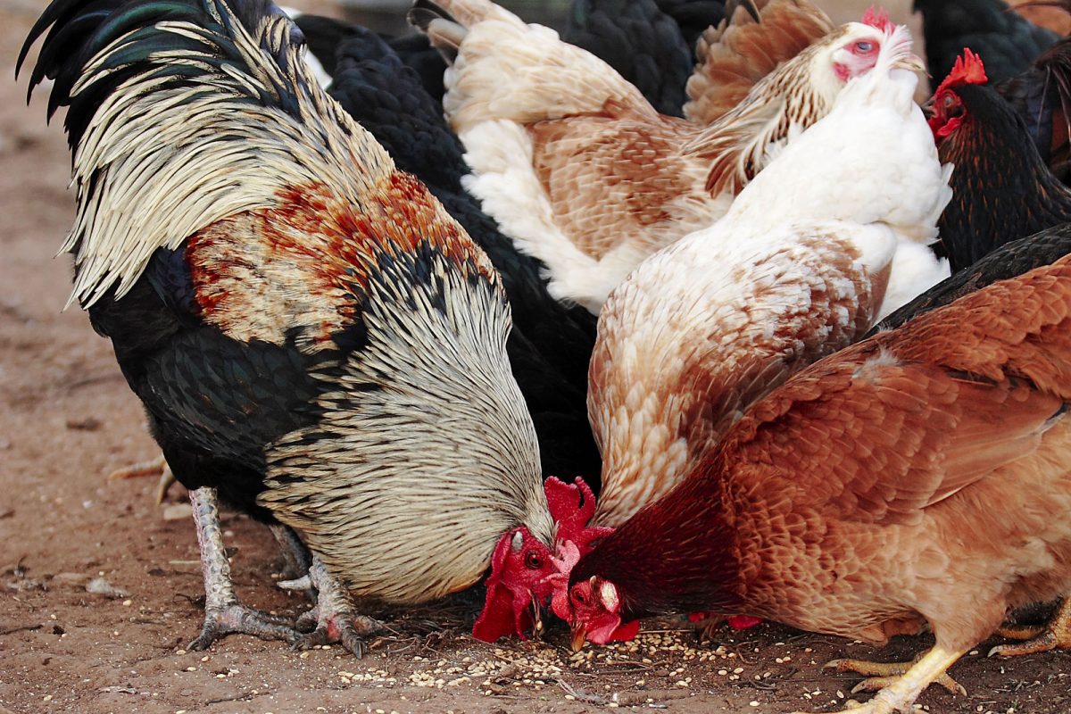 India Poultry Feed Market Size, Share, Growth | Trends Report 2024-2032