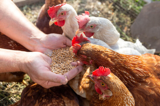 India Poultry Feed Market Size, Share | Forecast Report 2024-2032
