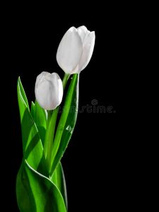 tulipa-branca-no-fundo-preto-28168745