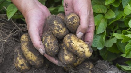 Patate, quando e come piantare correttamente, come coltivarle e prendersene cura, i benefici e i danni di un ortaggio.
