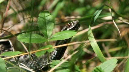 Come evitare un morso di serpente, suggerimenti con commenti di esperti.