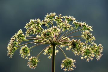 Attacchi di immunità, perché devi smettere di combattere te stesso