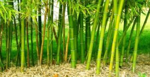 coltivare_bamboo