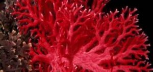 corallo-rosso-728x344