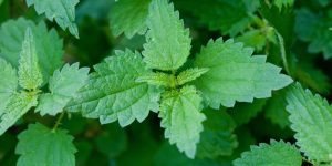 Stinging nettle (Urtica dioica), plant covered with stinging hairs.