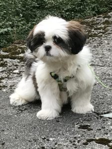 Zeus Shih tzu 