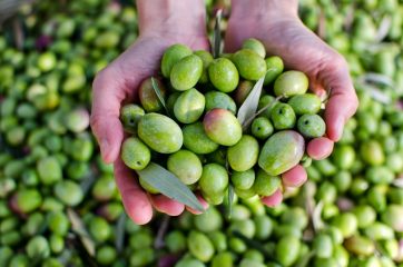Oh, oliva, tutta la verità sull'olio d'oliva in prima persona. Parte 2.
