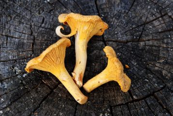 Stagione dei funghi, 5 ricette con i finferli