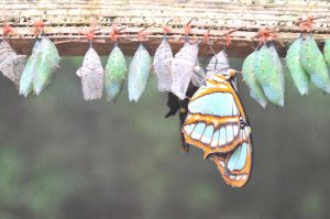 rinascita-farfalla